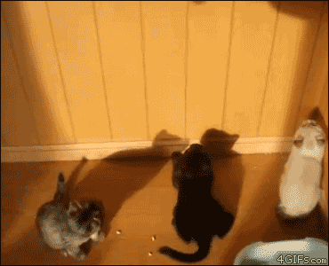 Sombras, laseres…
Estupidos gatos.