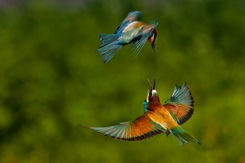   &#8220;Bee eater in love&#8221; by walter capone  :)
