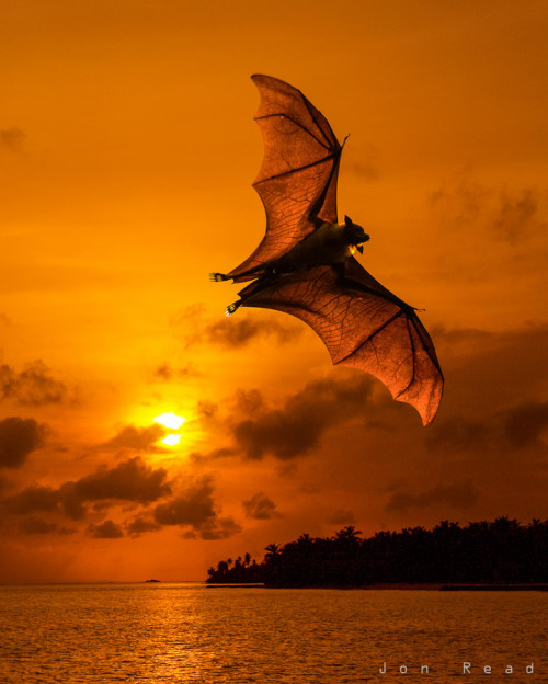 &#8220;Sunset Bat&#8221; by Jon Read :)