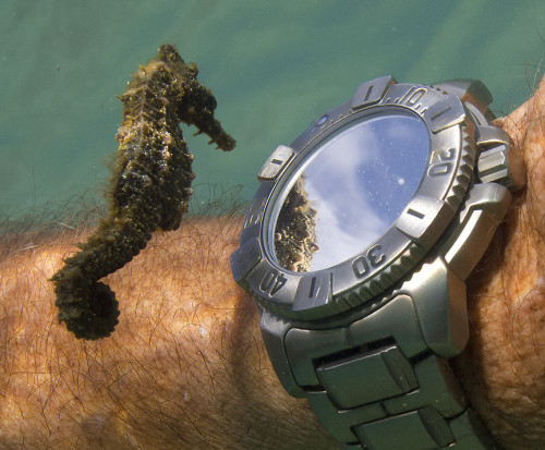 Little seahorse checks his reflection in the diver&#8217;s watch by Don McLeish via Imigur :)
