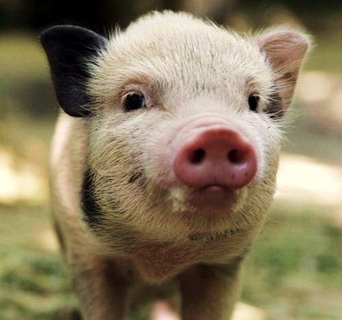 Adorable Teacup Pigs