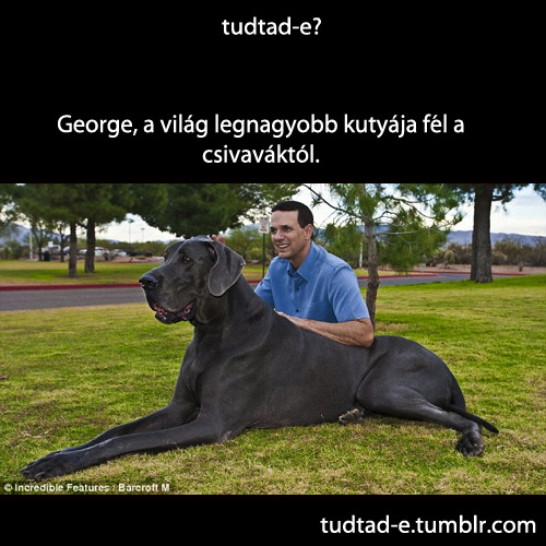 <p>George, a világ legnagyobb kutyája fél a csivaváktól.</p>