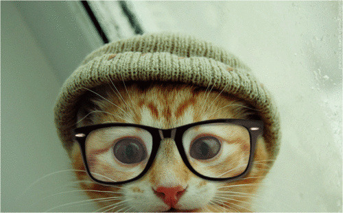 Cat Hipster