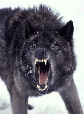 Black Evil Wolf