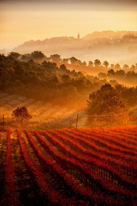 gbirlik:

Grapevines in Castel Ritaldi, Umbria, Italy
