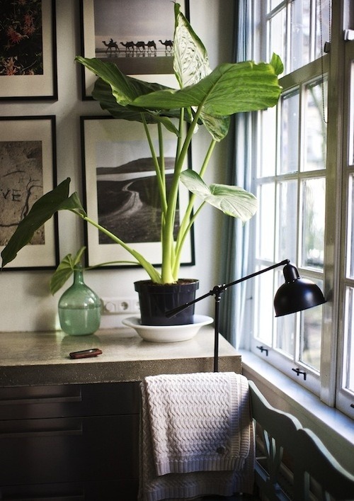 Black and white with a pop of botanical (via @bonnietsang on @Pinterest).