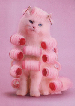 cat pretty hair perfect Grunge blue eyes curly hair pills Pink cat 