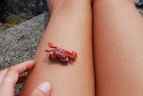 crab legs. (by capturebeautiful)