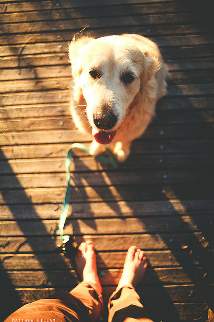 youngmanandoldsoul:

When the time comes to get a dog again, I’m going to enjoy every minute of it.