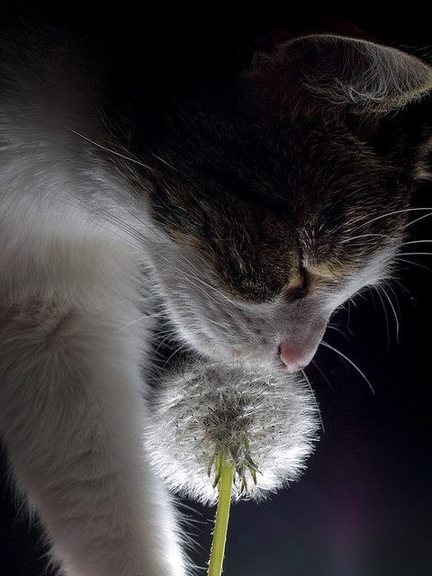 dreamsinthyme:Kitten makes a wish.