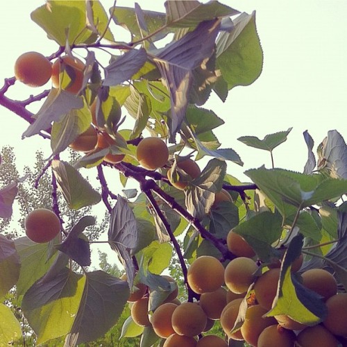 time to make some apricot syrup (Taken with Instagram)