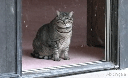 angry cat mad cat gif