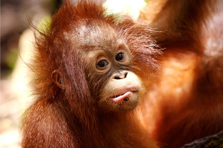 Baby Orangutan Pictures on Baby Orangutan   Tumblr