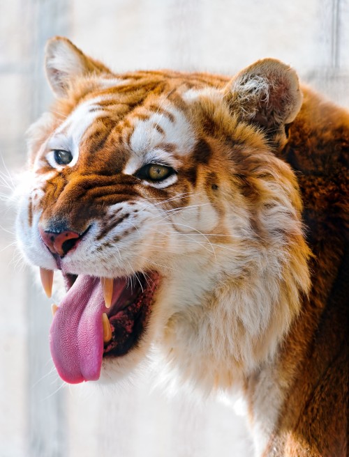 The extremely rare and majestic Golden Tiger, less than 30 of these exist :  r/pics