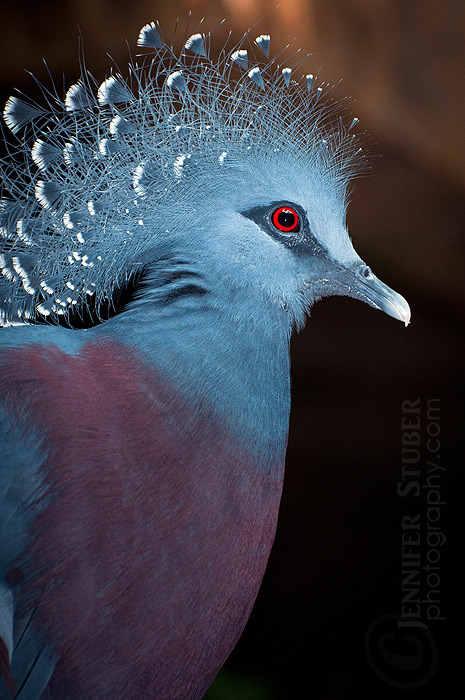 getawildlife:

Victoria Crowned Pigeon (by Jennifer Stuber)
