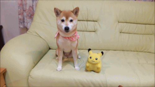 gif dog pokemon cute mine japanese ok shiba inu im really concerned as to why the pikachu doesnt have its red cheeks