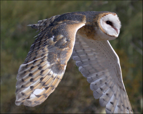 arizonanature:

Barn Owl
