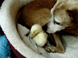 15 Photos That Prove Chickens and Dogs Are Best Friends