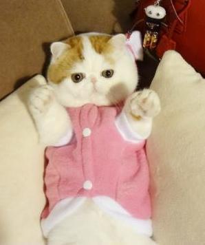 submitted by littleblackdressinc://snoopykittypurr.tumblr.com/is all about this adorable cat named snoopy!