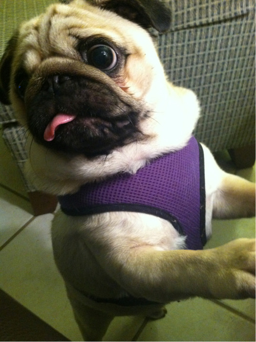 submitted by jacquelineelaine:Check out riderthepug.tumblr.com for some cute! (:
