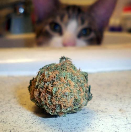 Cat And Weed