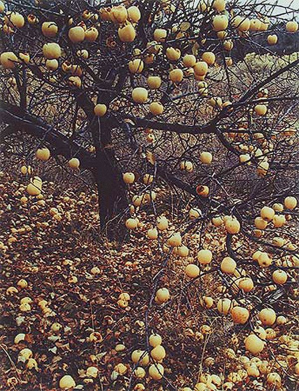 new mexico frozen apples, eliot porter, nature photography, design squish blog