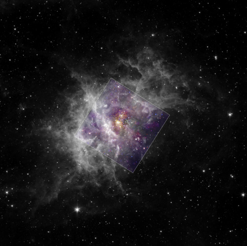 n-a-s-a:

Young Star Cluster Westerlund 2 
Credit: Y.Nazé, G.Rauw, J.Manfroid (Université de Liège), CXC, NASA 
