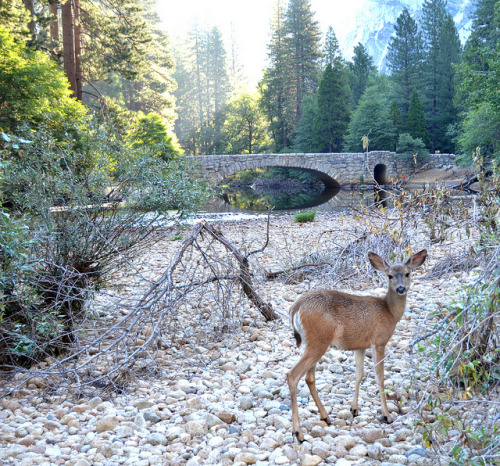Deer Bridge Yosemite by Andy*B on Flickr.