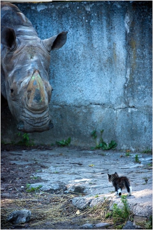 rhino and kitten