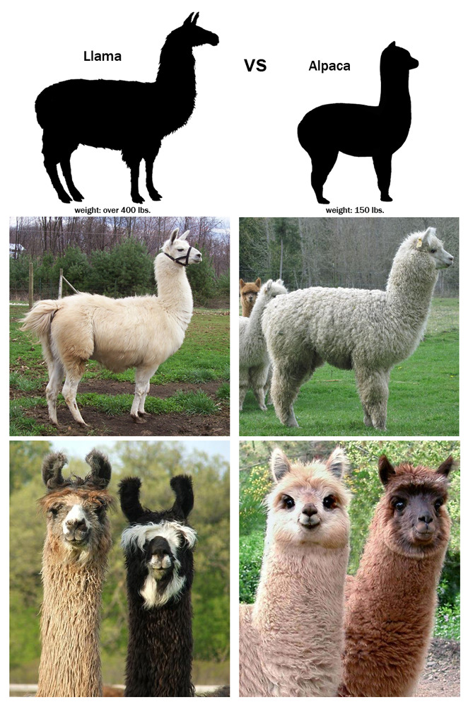 milvertons:

And to put it simply: Alpacas are pleasant looking and Llama’s look like they’re constantly judging you. 

