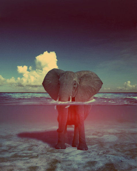 Cute (elephant,sea)