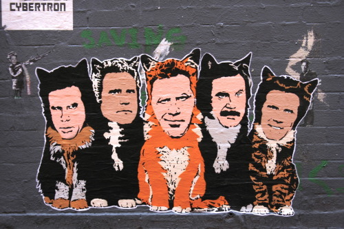 Ferrell cats. NYC.