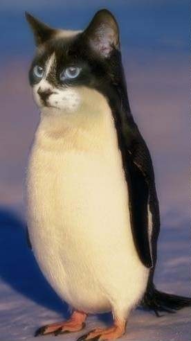 cat and penguin