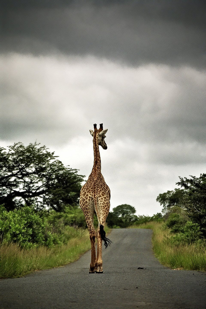 funkysafari:

Hangin’ around in HluHluWe Game reserve, South Africa
by bass_nroll
