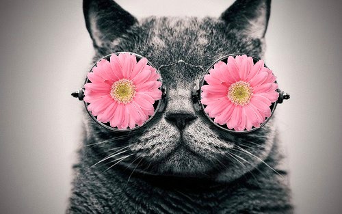cat wearing pink flower glasses