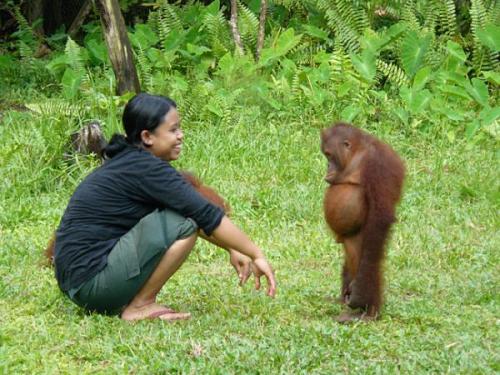 bébé orang outan a fait une betise