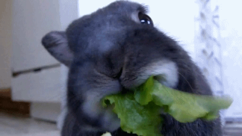 funny cute adorable mine face bunny rabbit eating gray grey lettuce bunny gif konijn konijntje 