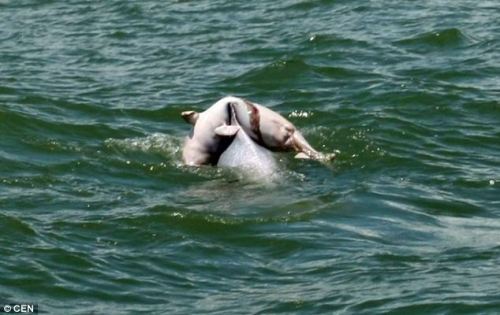 (via In mourning: Dolphin photographed carrying the body of it’s baby in heartbreaking ritual | Mail Online)