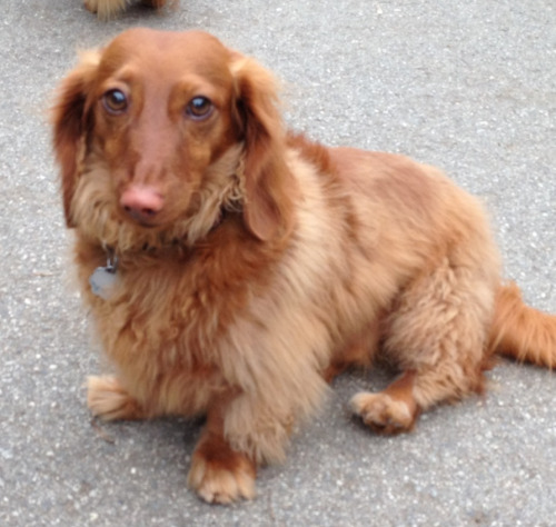 Long-haired wiener dogs! — Stern Grove Dog Park