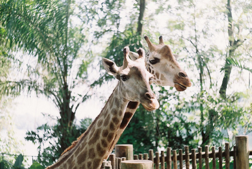 g4briell4:

The Giraffes by The Lily X on Flickr.
