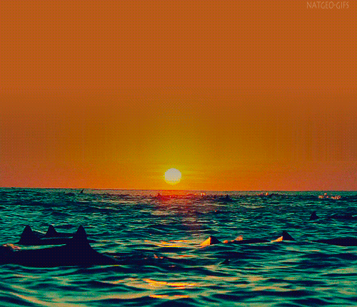gif gifs animals cute animal ocean sea sunset jump sunrise dolphins dolphin beatiful seaside dolphins gif golfinhos 