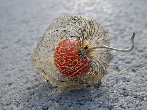 Life within death.Physalis alkekengi, or the Chinese/Japanese Lantern, blooms during Winter and dries during Spring. Once it is dried, the bright red fruit is seen. The outer cover is a thin mesh that held the flower petals, seen in golden brown colour.