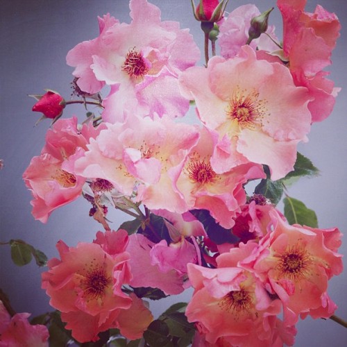 showstudio:

Roses in the studio. Wednesday 15th August 2012. #rose #showstudio (Taken with Instagram)
