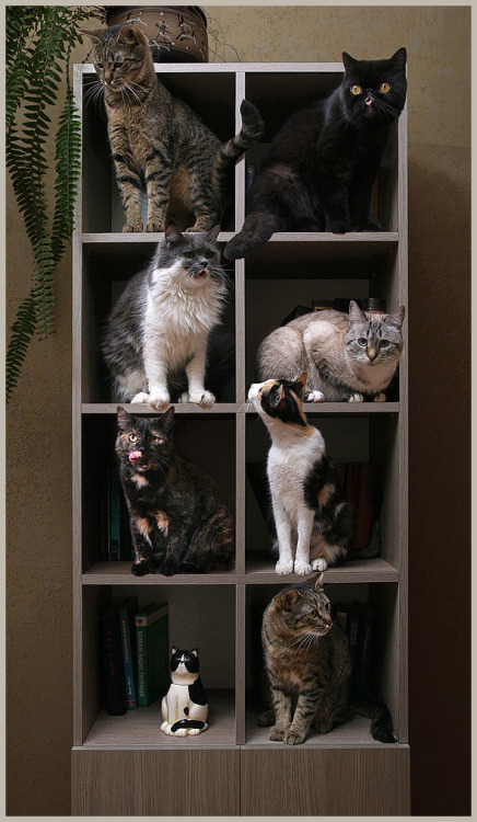 magicalnaturetour:

Cat House by Sheyla2 :)


Une armoire à chats, j’adore !