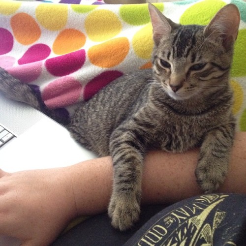 Trying to work. Pixel’s not really helping. (Taken with Instagram at The Bearss Burrow)l, 
