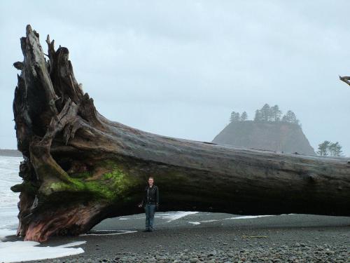 Possibly the biggest piece of driftwood ever! Spotted on the beach at La Push in Clallam County, Washington.