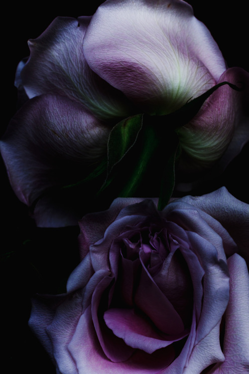 thedeity:

Decaying flowers by Billy Kidd
