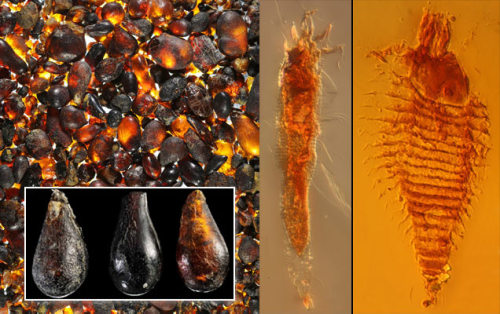 spesimen serangga paling tua di dunia