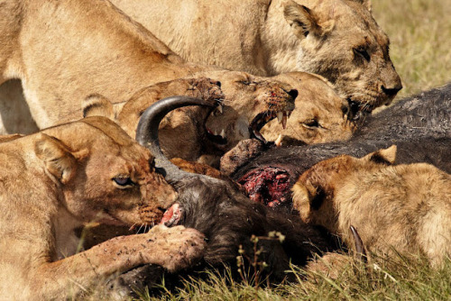 (via lions eating | what do lions eat?)