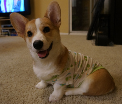 corgiaddict:
in his froggie jammies and ready for bed
